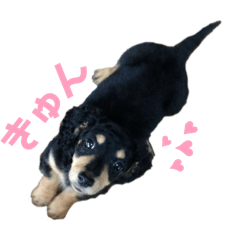 ミニチュアダックスフンドの、めいちゃん