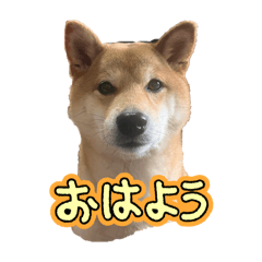 とある豆柴のスタンプ