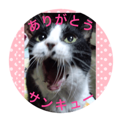 うちの猫は今日も元気2