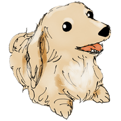 ミニチュアダックスフンドのモカ君