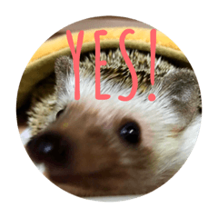 ハリネズミのみゅーちゃん(その1)