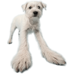 BIG! ノーフォークテリア　白　実写