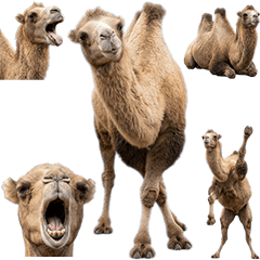 BIG! ラクダ　実写