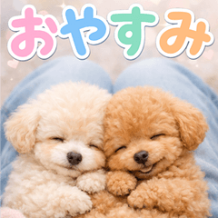 とびだす★トイプードル♡超♡思いやり