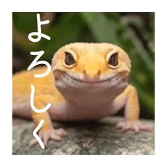 レオパ達の日常