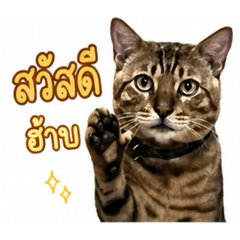 Namphet keereerak_20260430144957