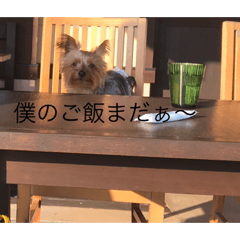 テリーは犬です