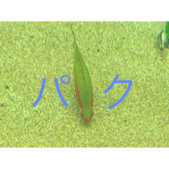 フィッシュポケット【スタンプ第1弾】