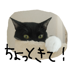 悪い顔のねこに