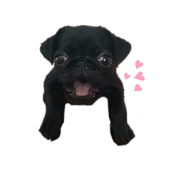 パグのくろまめちゃん。第２段