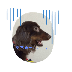 ダックスのぽん太郎君