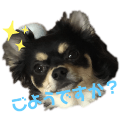 チワワのRoiくんスタンプ