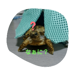 カメロンスタンプ