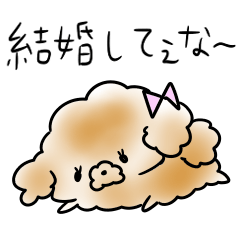 毒舌トイプードル 女子