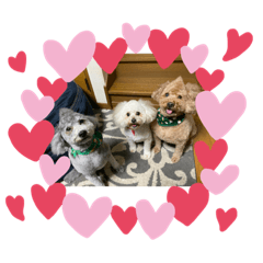 楽しい3プードル