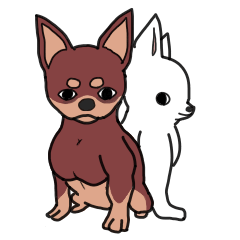 肉体美!!筋肉チワワ!!