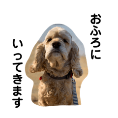 コッカースパニエルきなこ2