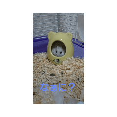 ハムスターしろちゃん3