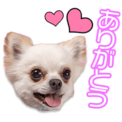 岩丸家のギガ＆モモ