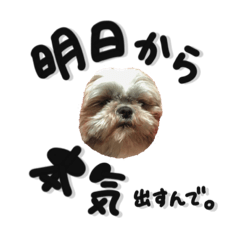 シーズーの極み。