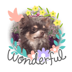 チョコたんチワワ2020