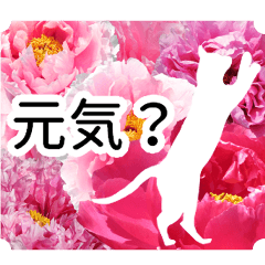 暮らしに花を♪花と猫