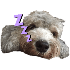 ダンディディーのルーカスくん改