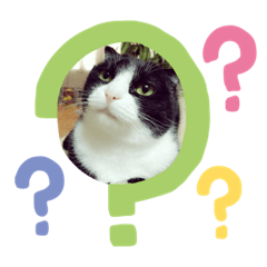 Cats  PERO KIKI RARA