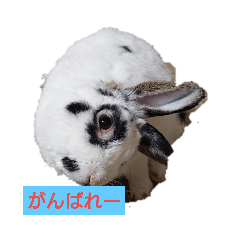 くるみ  ひかり