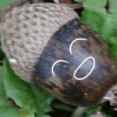 どんぐりコロちゃん