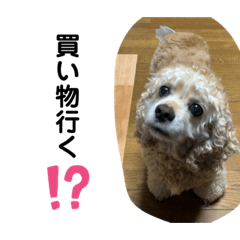 佐々木家のコッコしゃん