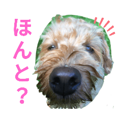 シュナプーあずき第2弾