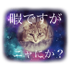 うちのヌコ様 ここ♡♡