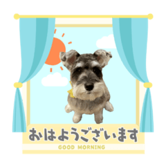 ミニチュアシュナウザー♀るうるう