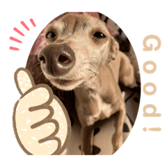 よっちゃんの愉快な仲間たち