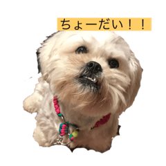 アゴとおしゃとでことアシュ