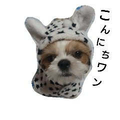 我が家のシーズー