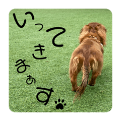 ミニチュアダックスcoronaの日常