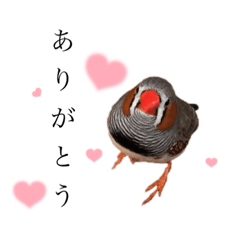 ザ・キンカチョウ☆