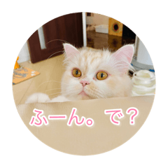 ドラジェのにちじょう