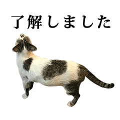 野良猫ちゃん　と　敬語