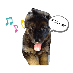 シェパってます！