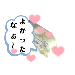 可愛いシマドジョウ10