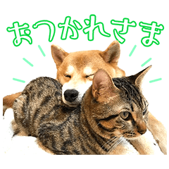 柴犬ゆうと猫のとろ