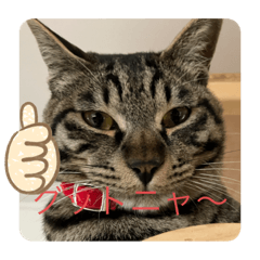 キジトラ保護猫こてつ君