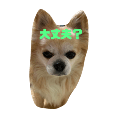 我が家のアイドルサニー☀️