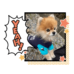 ポメラニアン　ふぁ-ふぁ