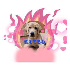 ラブラドールのささやき