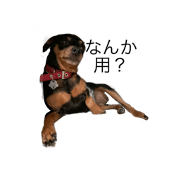 サスケとカレン