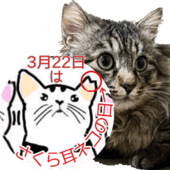 会話はずむスタンプ40個～さくら耳を常識に